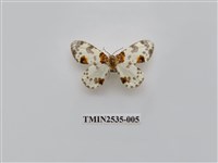 藏品(尺蛾16)的圖片